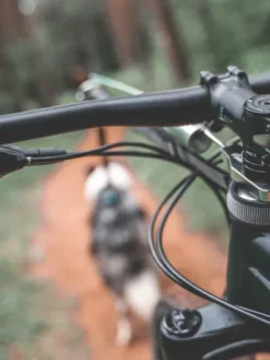 Antenne cani-VTT Fixe - Bike antenna - Non-Stop Dogwear