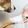 Argent colloïdal en Gel pour chien et chat - Antibactérien multi-usage