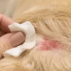 Argent colloïdal en spray pour chien et chat - Antibactérien (format de poche 20ppm)