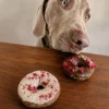 Assortiments de 3 gâteaux pour chien Puppy Pralines 🍩 – Cooka's Cookies