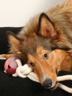 Balle en caoutchouc et corde pour chien - Nora rose