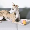 Balle en peluche pour chien - Glace en cône 🍧 - HugSmart
