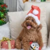 Balle en peluche pour chien - Pingouin de Noël 🐧 - HugSmart
