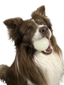Balle pour chien en mousse haute densité - Phosphorescente