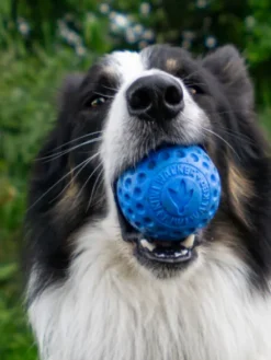 Balle pour chien en mousse haute densité - Bleu