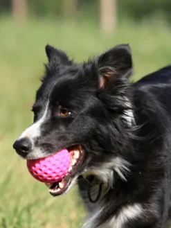 Balle pour chien en mousse haute densité - Bleu
