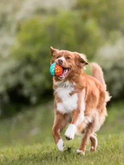 Balle pour chien Go-Go Astro Ball - Flare - Pet PLAY