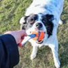 Balle pour chien Ultra Tug Chuck It! - Taille M