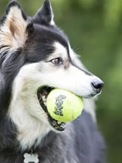 3 Balles de tennis Kong SqueakAir pour chien