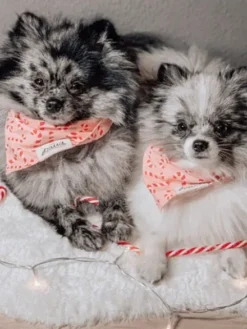 Bandana de Noël pour chien - Motif Candyland Rose - The Paws