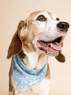 Bandana d'Hiver pour chien - Flocon ❄️ - The Paws