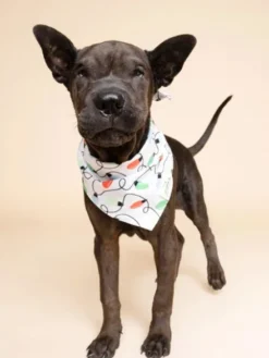 Bandana d'Hiver pour chien - Guirlande 🎄 - The Paws