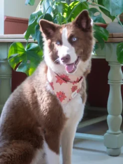 Bandana d'Hiver pour chien - Motif Poinsettia - The Paws
