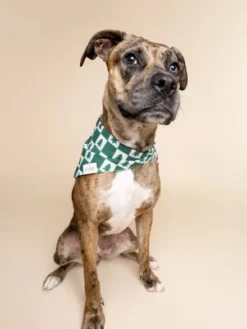 Bandana d'Hiver pour chien - Spruce 🌲 - The Paws