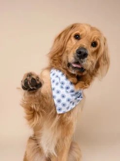 Bandana pour chien - Alfie - The Paws