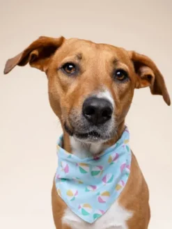 Bandana pour chien - Ballon de Plage - The Paws