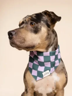 Bandana pour chien - Brooklyn - The Paws