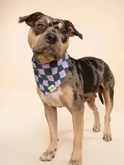 Bandana pour chien - Brooklyn - The Paws