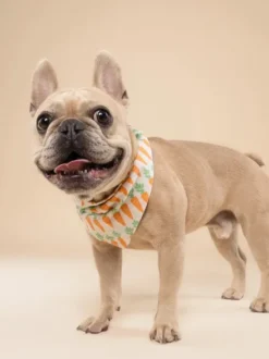 Bandana pour chien - Carotte (Crunch) - The Paws