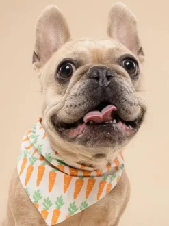 Bandana pour chien - Carotte (Crunch) - The Paws