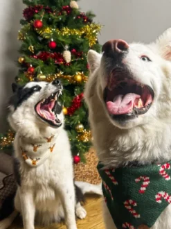 Bandana pour chien en tricot - Candy Cane ☃️ - The Foggy Dog