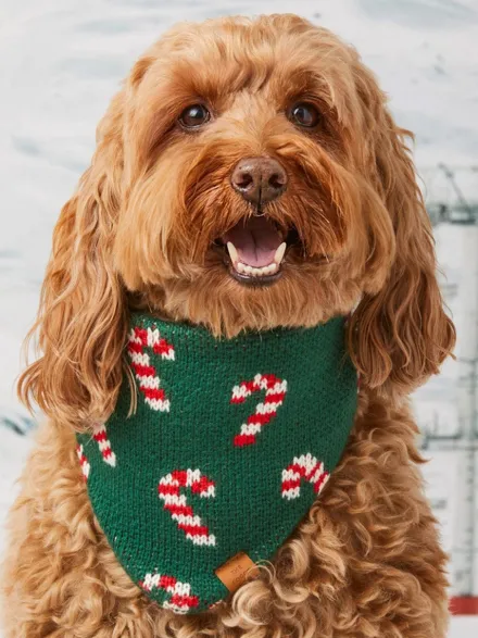 Bandana pour chien en tricot - Candy Cane ☃️ - The Foggy Dog