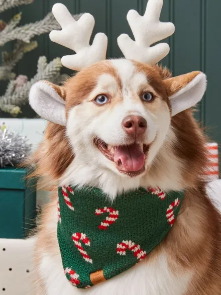 Bandana pour chien en tricot - Candy Cane ☃️ - The Foggy Dog