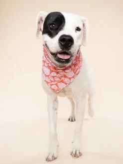 Bandana pour chien - Flores Shell - The Paws