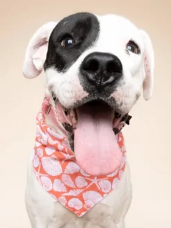 Bandana pour chien - Flores Shell - The Paws