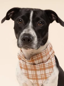 Bandana pour chien - Ginger - The Paws