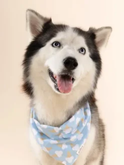 Bandana pour chien - Glace Bleu - The Paws