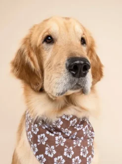 Bandana pour chien - Hibiscus - The Paws