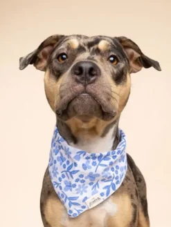 Bandana pour chien - Jo - The Paws