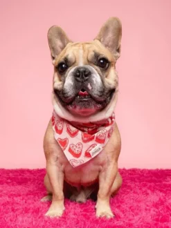 Bandana pour chien - Kate - The Paws