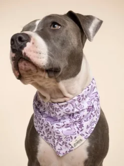 Bandana pour chien - Lapin de Pâques - The Paws