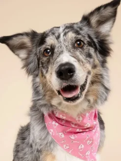 Bandana pour chien - Lock Lock - The Paws