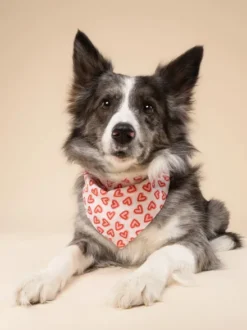 Bandana pour chien - Lover - The Paws