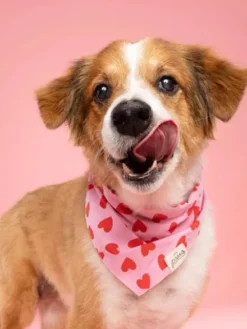 Bandana pour chien - Love Story - The Paws