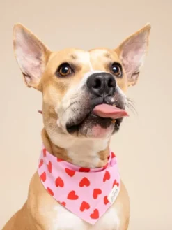 Bandana pour chien - Love Story - The Paws