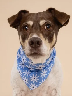Bandana pour chien - Lyla - The Paws