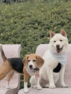 Bandana pour chien - Mama's Boy - The Paws