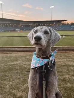 Bandana pour chien - Motif Baseball ⚾ - The Paws