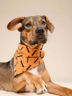 Bandana pour chien - Motif Batty 🦇 - The Paws