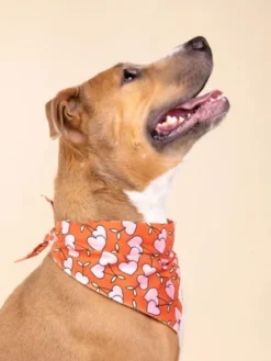 Bandana pour chien - Motif Cherrie Dog - The Paws
