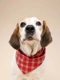 Bandana pour chien - Motif Cider ♦️ - The Paws