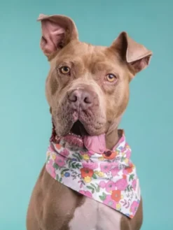 Bandana pour chien - Motif Fleuri Blossom - The Paws