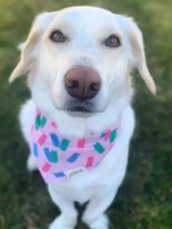Bandana pour chien - Motif Funfetti 🎉 - The Paws