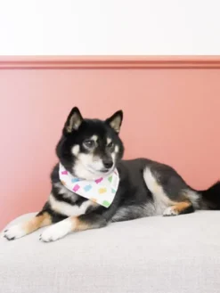 Bandana pour chien - Motif Gummi 🧸 - The Paws