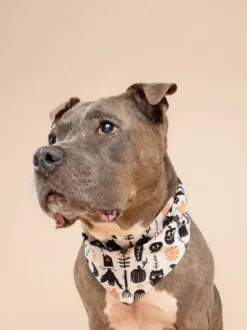 Bandana pour chien - Motif Halloween 👻💀 - The Paws