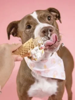 Bandana pour chien - Motif Ice Cream 🍦 - The Paws